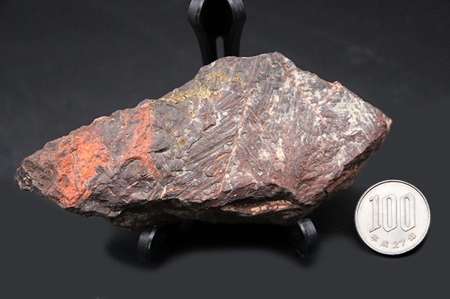 北海道の中新世の地層から採集された、生きた化石「メタセコイア（Metasequoia）」の葉の化石。葉の輪郭がはっきり見える！（その8）