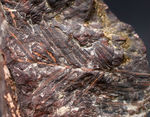 北海道の中新世の地層から採集された、生きた化石「メタセコイア（Metasequoia）」の葉の化石。葉の輪郭がはっきり見える！