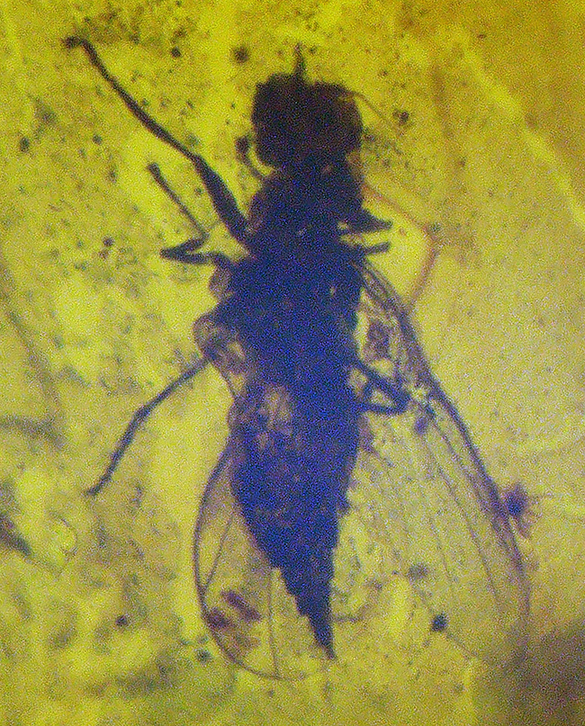 まさに琥珀色!4000万年前の虫を内包したバルティックアンバー(Amber)を使ったペンダントトップ(シルバーチェーン、高級ジュエリーケース付き)(その1)