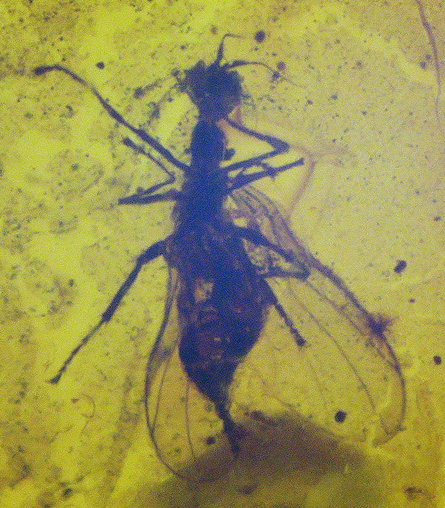 まさに琥珀色!4000万年前の虫を内包したバルティックアンバー(Amber)を使ったペンダントトップ(シルバーチェーン、高級ジュエリーケース付き)(その6)