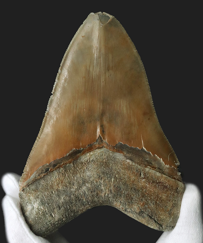 100%ナチュラルであることが確認されている、こだわりのメガロドン(Carcharocles megalodon)の歯化石。サイズ、状態に加えて、他には見られない美しい色にご注目ください。(その1)