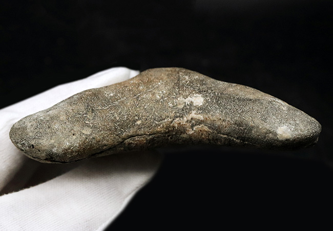 100%ナチュラルであることが確認されている、こだわりのメガロドン(Carcharocles megalodon)の歯化石。サイズ、状態に加えて、他には見られない美しい色にご注目ください。(その10)