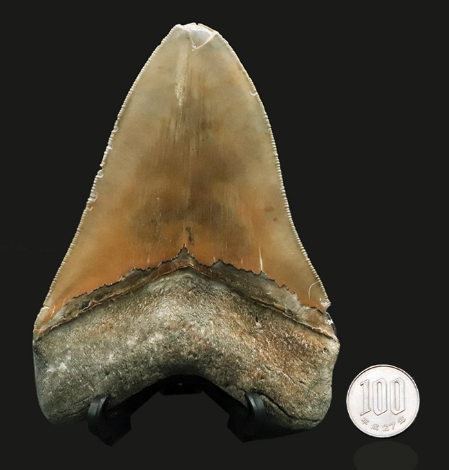 100%ナチュラルであることが確認されている、こだわりのメガロドン(Carcharocles megalodon)の歯化石。サイズ、状態に加えて、他には見られない美しい色にご注目ください。(その12)