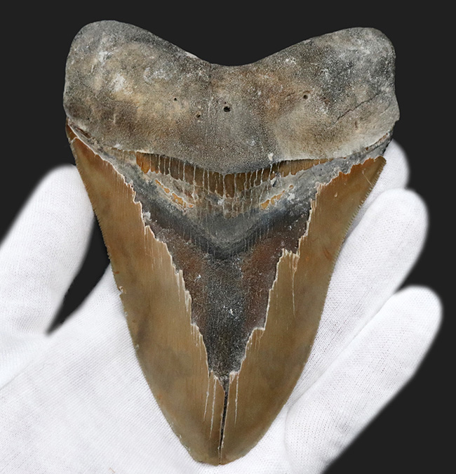 100%ナチュラルであることが確認されている、こだわりのメガロドン(Carcharocles megalodon)の歯化石。サイズ、状態に加えて、他には見られない美しい色にご注目ください。(その2)
