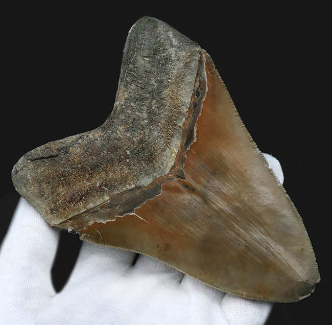 100%ナチュラルであることが確認されている、こだわりのメガロドン(Carcharocles megalodon)の歯化石。サイズ、状態に加えて、他には見られない美しい色にご注目ください。(その3)