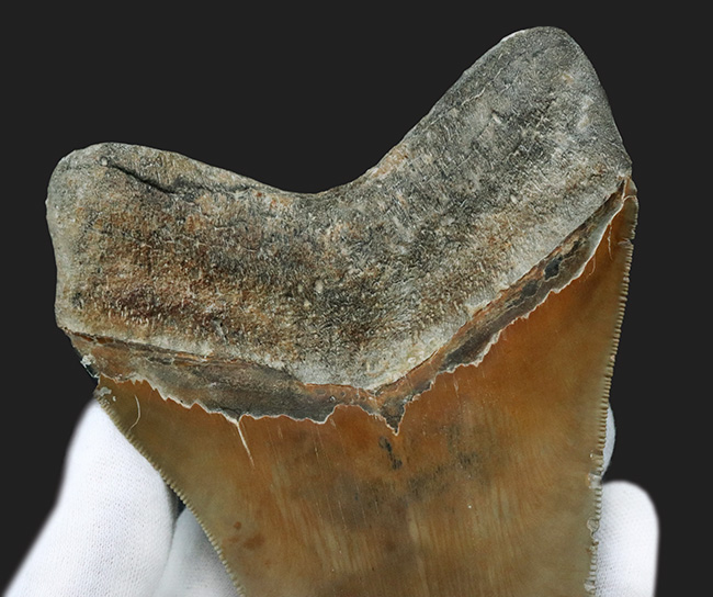100%ナチュラルであることが確認されている、こだわりのメガロドン(Carcharocles megalodon)の歯化石。サイズ、状態に加えて、他には見られない美しい色にご注目ください。(その4)
