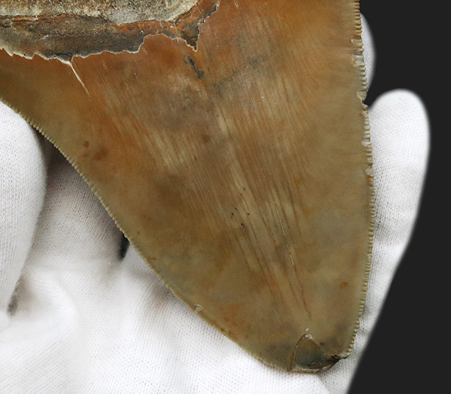 100%ナチュラルであることが確認されている、こだわりのメガロドン(Carcharocles megalodon)の歯化石。サイズ、状態に加えて、他には見られない美しい色にご注目ください。(その5)