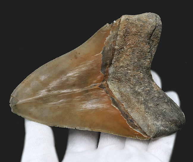 100%ナチュラルであることが確認されている、こだわりのメガロドン(Carcharocles megalodon)の歯化石。サイズ、状態に加えて、他には見られない美しい色にご注目ください。(その6)