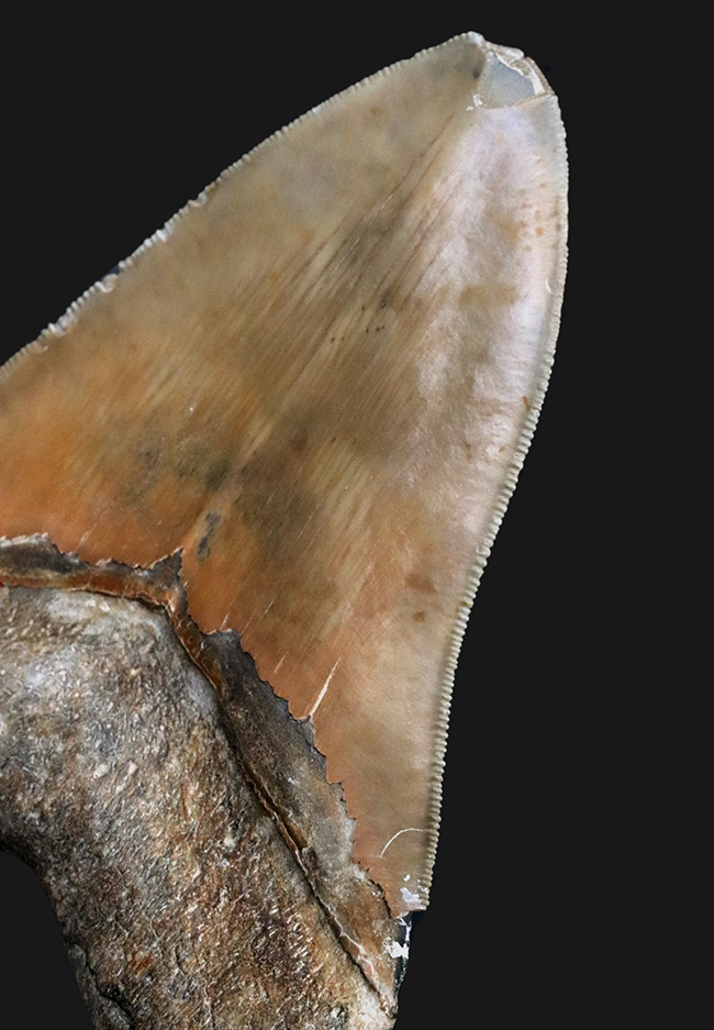 100%ナチュラルであることが確認されている、こだわりのメガロドン(Carcharocles megalodon)の歯化石。サイズ、状態に加えて、他には見られない美しい色にご注目ください。(その7)