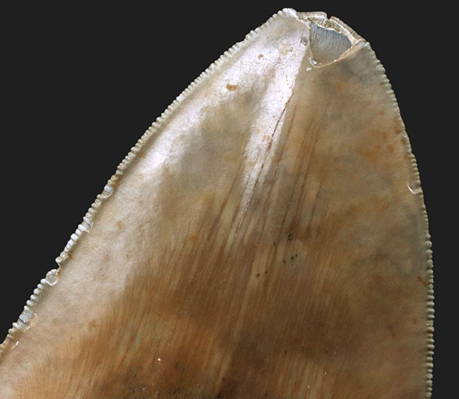 100%ナチュラルであることが確認されている、こだわりのメガロドン(Carcharocles megalodon)の歯化石。サイズ、状態に加えて、他には見られない美しい色にご注目ください。(その8)