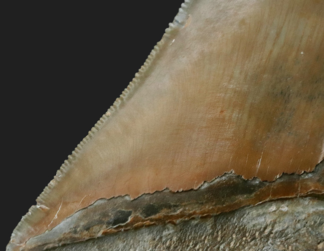 100%ナチュラルであることが確認されている、こだわりのメガロドン(Carcharocles megalodon)の歯化石。サイズ、状態に加えて、他には見られない美しい色にご注目ください。(その9)