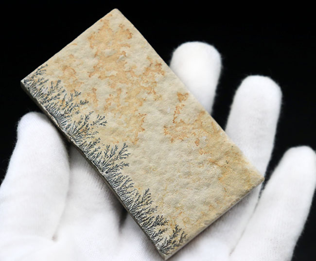 シダの化石に見える？フラクタルがよく保存された鉱物、デンドライト（dendrite）（その3）