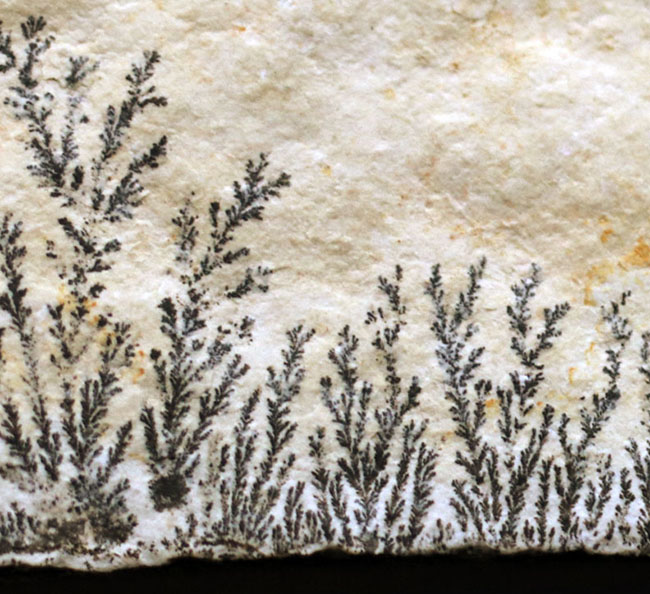 シダの化石に見える？フラクタルがよく保存された鉱物、デンドライト