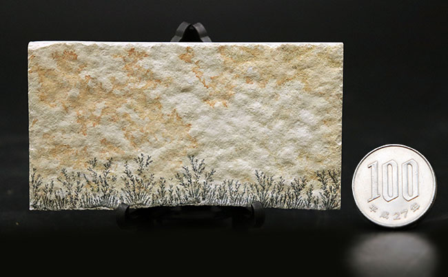 シダの化石に見える？フラクタルがよく保存された鉱物、デンドライト