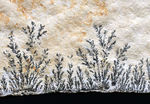 シダの化石に見える？フラクタルがよく保存された鉱物、デンドライト（dendrite）