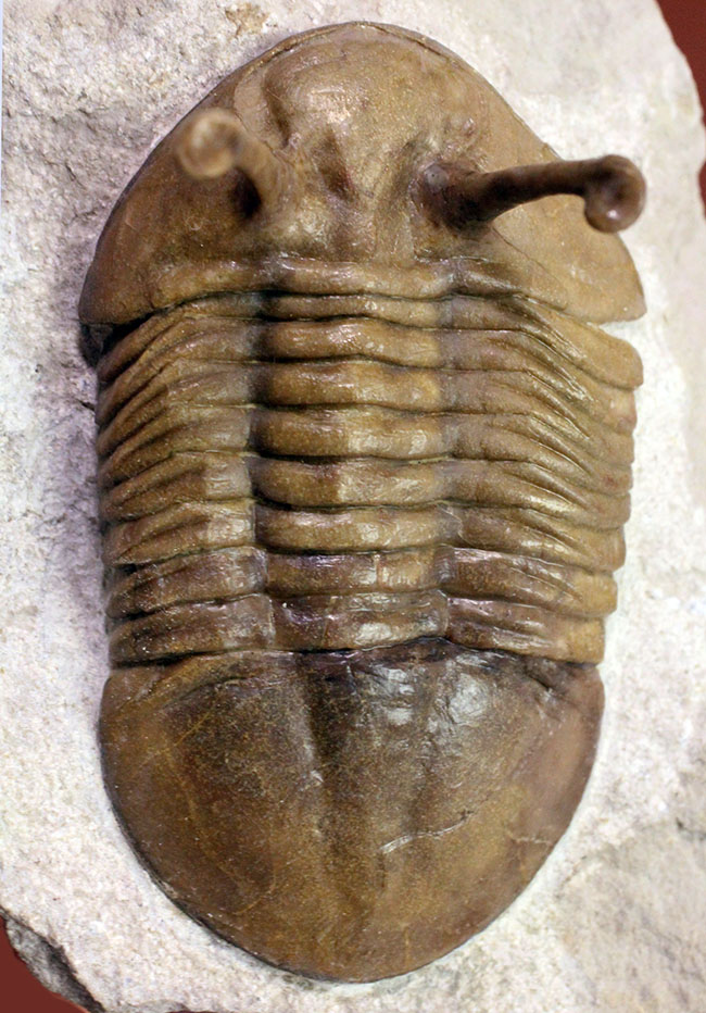 保存状態、サイズともに申し分なし!22ミリのロングアイを持つ、ロシア産アサフス・コワレフスキーの厳選個体(その7)