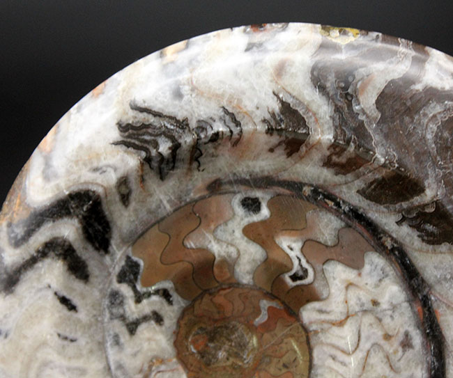 独特の模様で人気を博す、古生代デボン紀の頭足類の代表格、ゴニアタイト（Goniatite）の良質化石（その4）