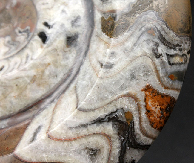 独特の模様で人気を博す、古生代デボン紀の頭足類の代表格、ゴニアタイト（Goniatite）の良質化石（その5）