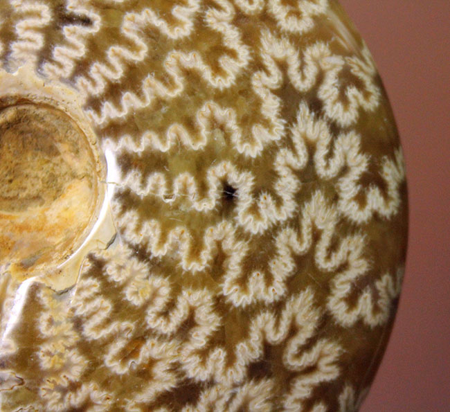 サイズでは測れない迫力あり！縫合線模様を心ゆくまで楽しめる、丁寧に研磨されたアンモナイト（Ammonite sp.）（その1）
