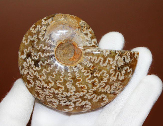 サイズでは測れない迫力あり！縫合線模様を心ゆくまで楽しめる、丁寧に研磨されたアンモナイト（Ammonite sp.）（その3）