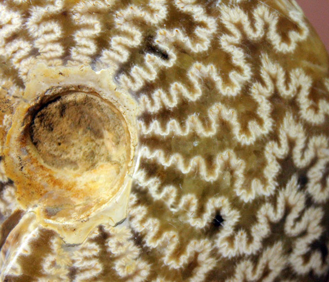 サイズでは測れない迫力あり！縫合線模様を心ゆくまで楽しめる、丁寧に研磨されたアンモナイト（Ammonite sp.）（その4）