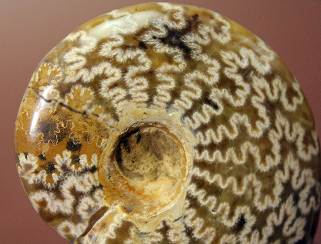 サイズでは測れない迫力あり！縫合線模様を心ゆくまで楽しめる、丁寧に研磨されたアンモナイト（Ammonite sp.）（その5）