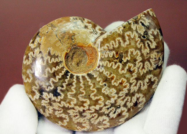 サイズでは測れない迫力あり！縫合線模様を心ゆくまで楽しめる、丁寧に研磨されたアンモナイト（Ammonite sp.）（その6）