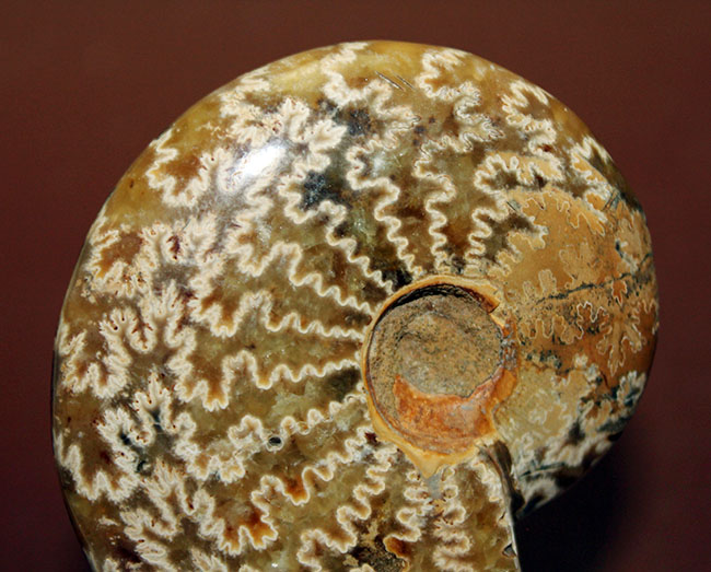 サイズでは測れない迫力あり！縫合線模様を心ゆくまで楽しめる、丁寧に研磨されたアンモナイト（Ammonite sp.）（その7）
