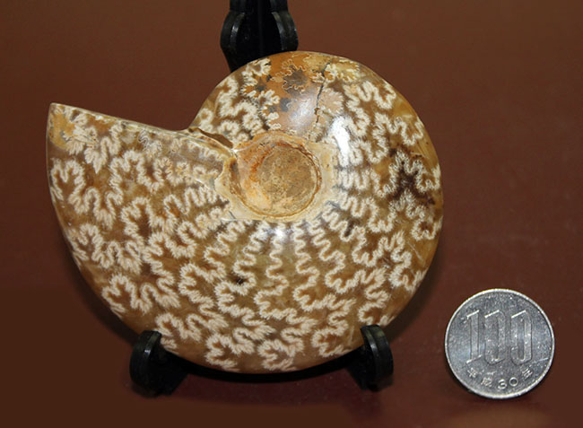 サイズでは測れない迫力あり！縫合線模様を心ゆくまで楽しめる、丁寧に研磨されたアンモナイト（Ammonite sp.）（その8）