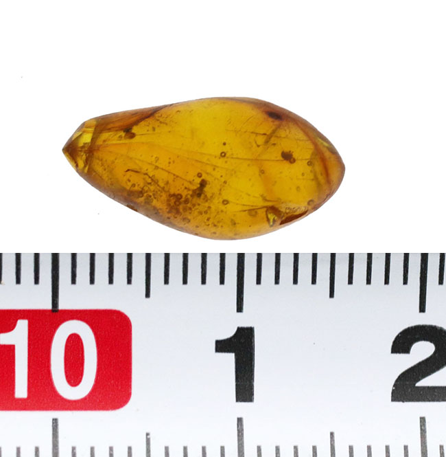 アリが封じ込められた、映画ジュラシックパークでも話題になった