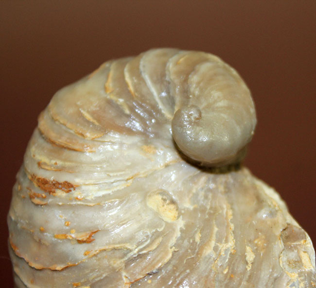 白亜紀の温暖な海に生息していた絶滅牡蠣、エクソジャイラ(Exogyra laeviuscula)(その1)
