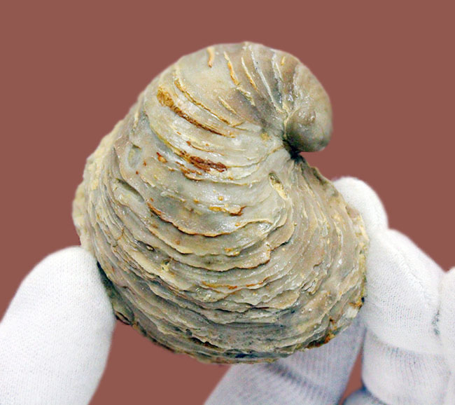 白亜紀の温暖な海に生息していた絶滅牡蠣、エクソジャイラ(Exogyra laeviuscula)(その3)