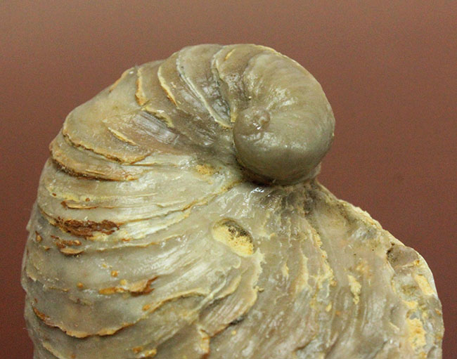 白亜紀の温暖な海に生息していた絶滅牡蠣、エクソジャイラ(Exogyra laeviuscula)(その4)
