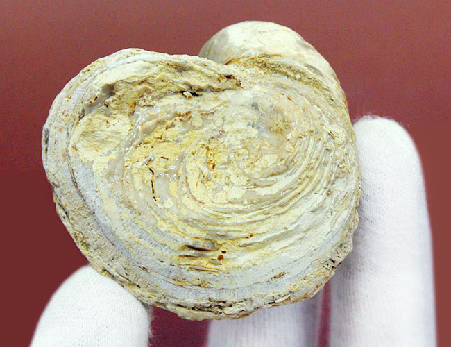 白亜紀の温暖な海に生息していた絶滅牡蠣、エクソジャイラ(Exogyra laeviuscula)(その5)