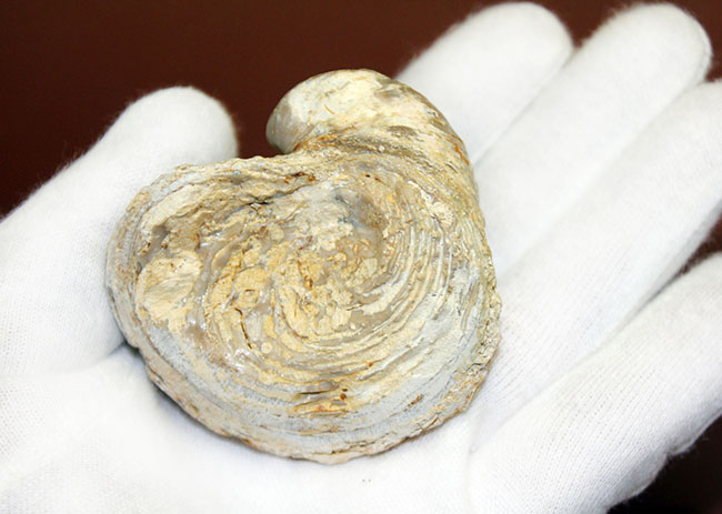 白亜紀の温暖な海に生息していた絶滅牡蠣、エクソジャイラ(Exogyra laeviuscula)(その7)