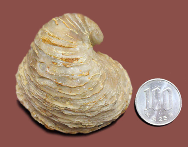 白亜紀の温暖な海に生息していた絶滅牡蠣、エクソジャイラ（Exogyra laeviuscula）（その9）