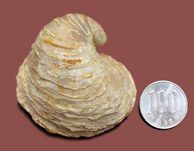白亜紀の温暖な海に生息していた絶滅牡蠣、エクソジャイラ(Exogyra laeviuscula)(その9)