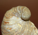 白亜紀の温暖な海に生息していた絶滅牡蠣、エクソジャイラ（Exogyra laeviuscula）