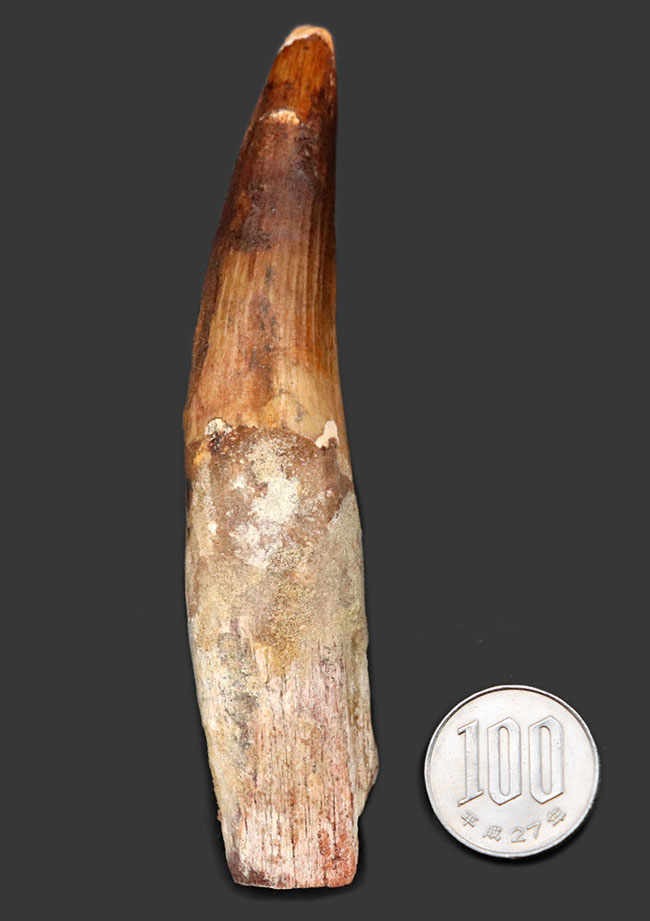 歯根が残存しているタイプ、長辺計測で11センチを超える立派なスピノサウルス(Spinosaurus)の歯化石(その8)