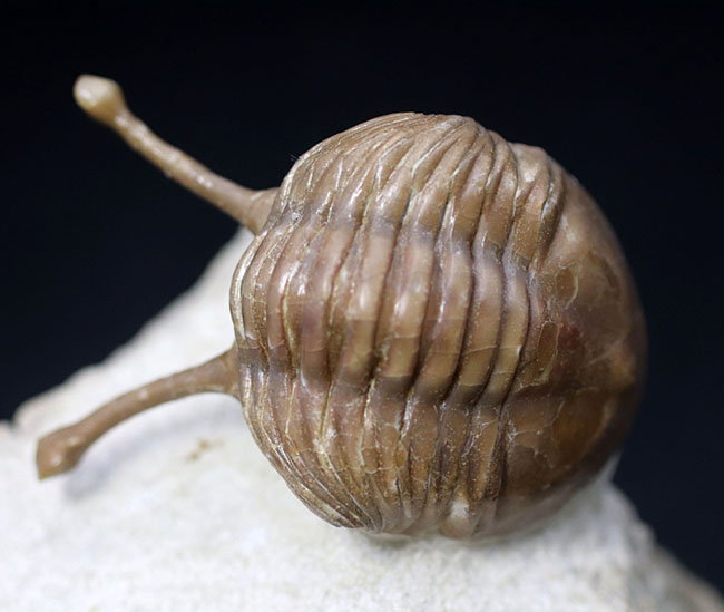 最も人気のあるアサフス!ロングアイの異名を取る、ロシア産の三葉虫、アサフス・コワレフスキー(Asaphus kowalewskii)の上質化石(その1)