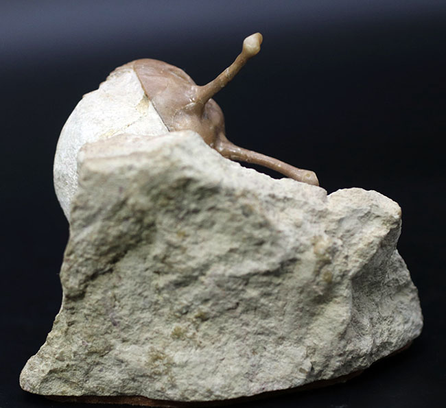 最も人気のあるアサフス！ロングアイの異名を取る、ロシア産の三葉虫、アサフス・コワレフスキー（Asaphus kowalewskii）の上質化石（その4）
