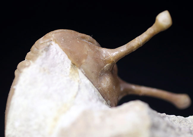 最も人気のあるアサフス!ロングアイの異名を取る、ロシア産の三葉虫、アサフス・コワレフスキー(Asaphus kowalewskii)の上質化石(その5)