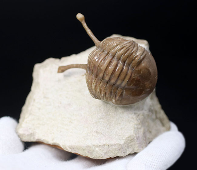 最も人気のあるアサフス!ロングアイの異名を取る、ロシア産の三葉虫、アサフス・コワレフスキー(Asaphus kowalewskii)の上質化石(その7)