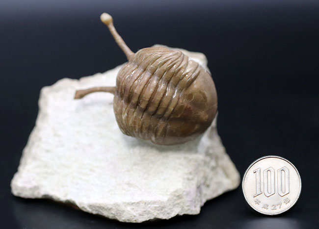 最も人気のあるアサフス!ロングアイの異名を取る、ロシア産の三葉虫、アサフス・コワレフスキー(Asaphus kowalewskii)の上質化石(その9)