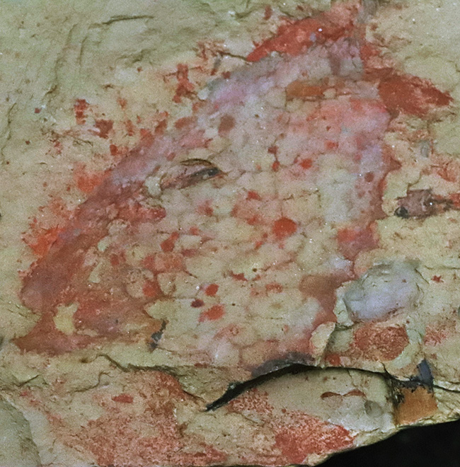 ツゾイアの化石の写真
