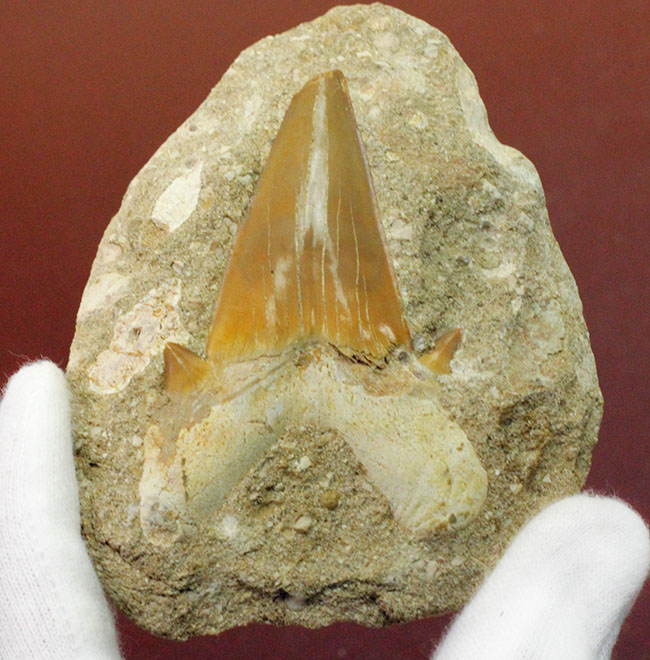 大きくかつ、上質！古代の絶滅肉食ザメ、オトダス（Otodus）歯化石。クリーニング標本としても最適。（その1）