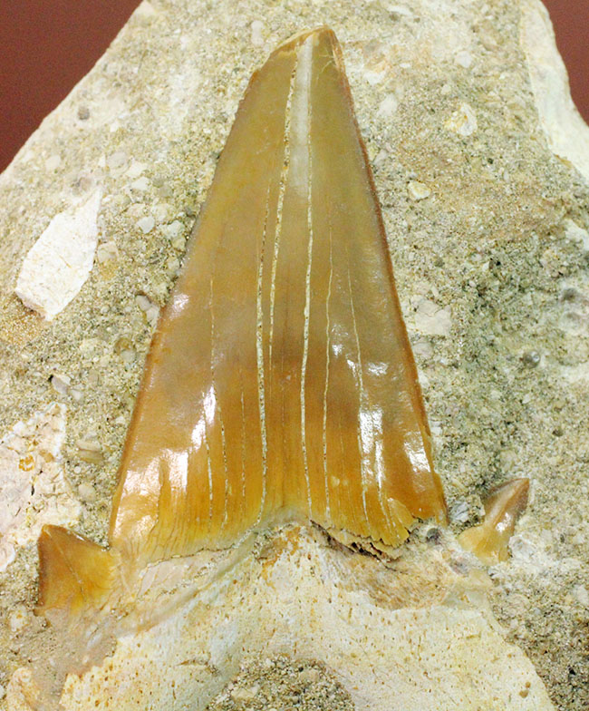 大きくかつ、上質！古代の絶滅肉食ザメ、オトダス（Otodus）歯化石。クリーニング標本としても最適。（その2）