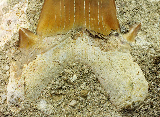 大きくかつ、上質！古代の絶滅肉食ザメ、オトダス（Otodus）歯化石。クリーニング標本としても最適。（その3）