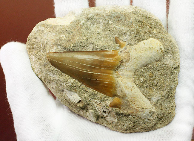 大きくかつ、上質！古代の絶滅肉食ザメ、オトダス（Otodus）歯化石。クリーニング標本としても最適。（その4）