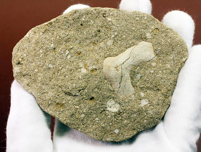 大きくかつ、上質！古代の絶滅肉食ザメ、オトダス（Otodus）歯化石。クリーニング標本としても最適。（その5）